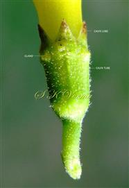  Calyx